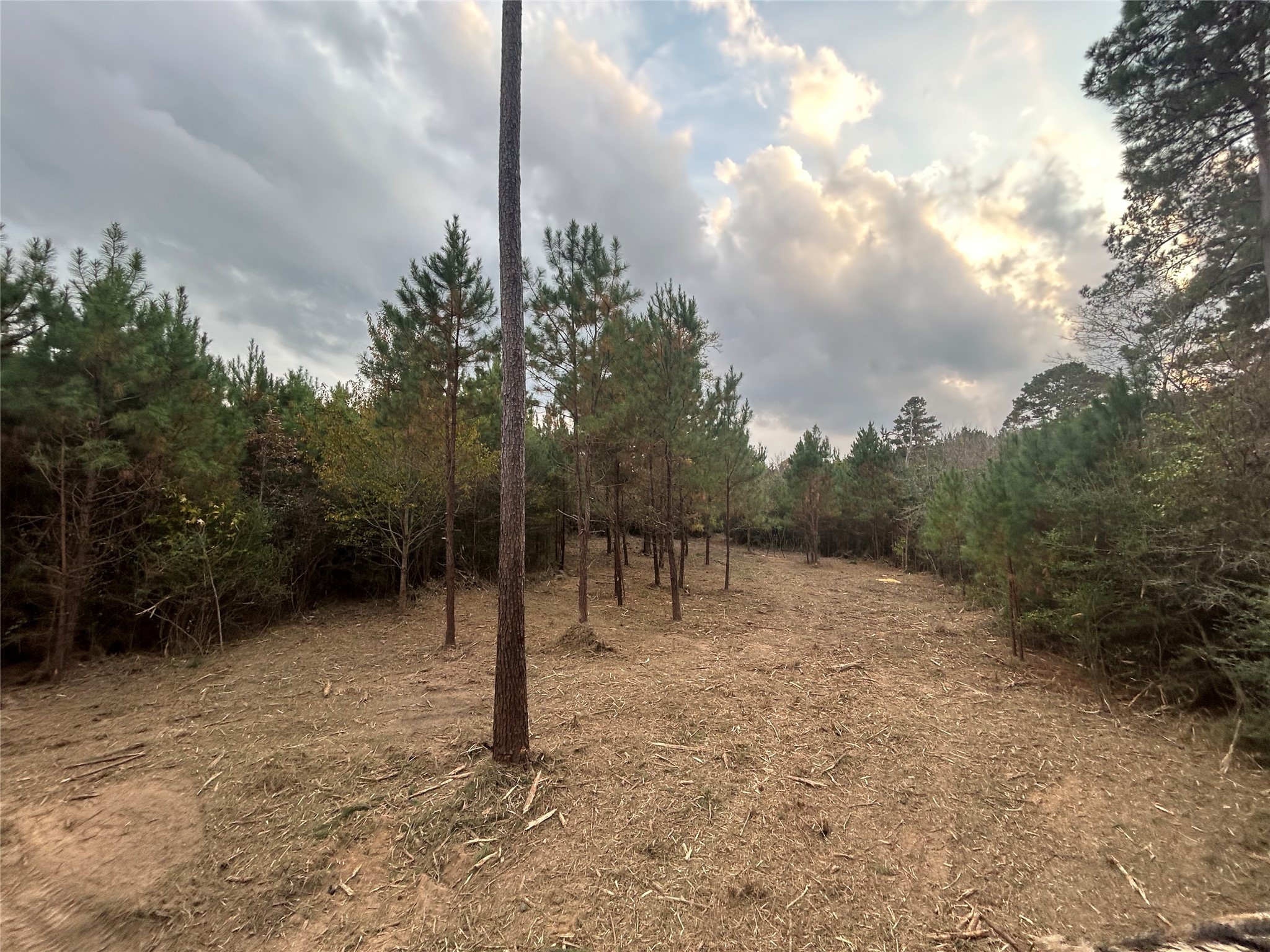 12 Fm 230 Trinity, TX 75862 - Photo 3 of 15 a view of a dry yard with trees