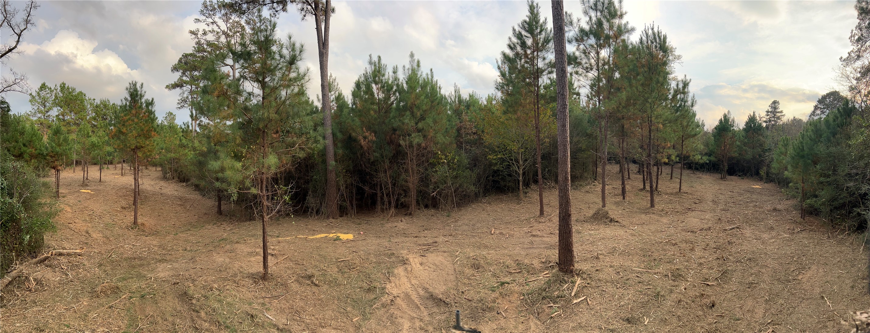 12 Fm 230 Trinity, TX 75862 - Photo 4 of 15 a view of a forest