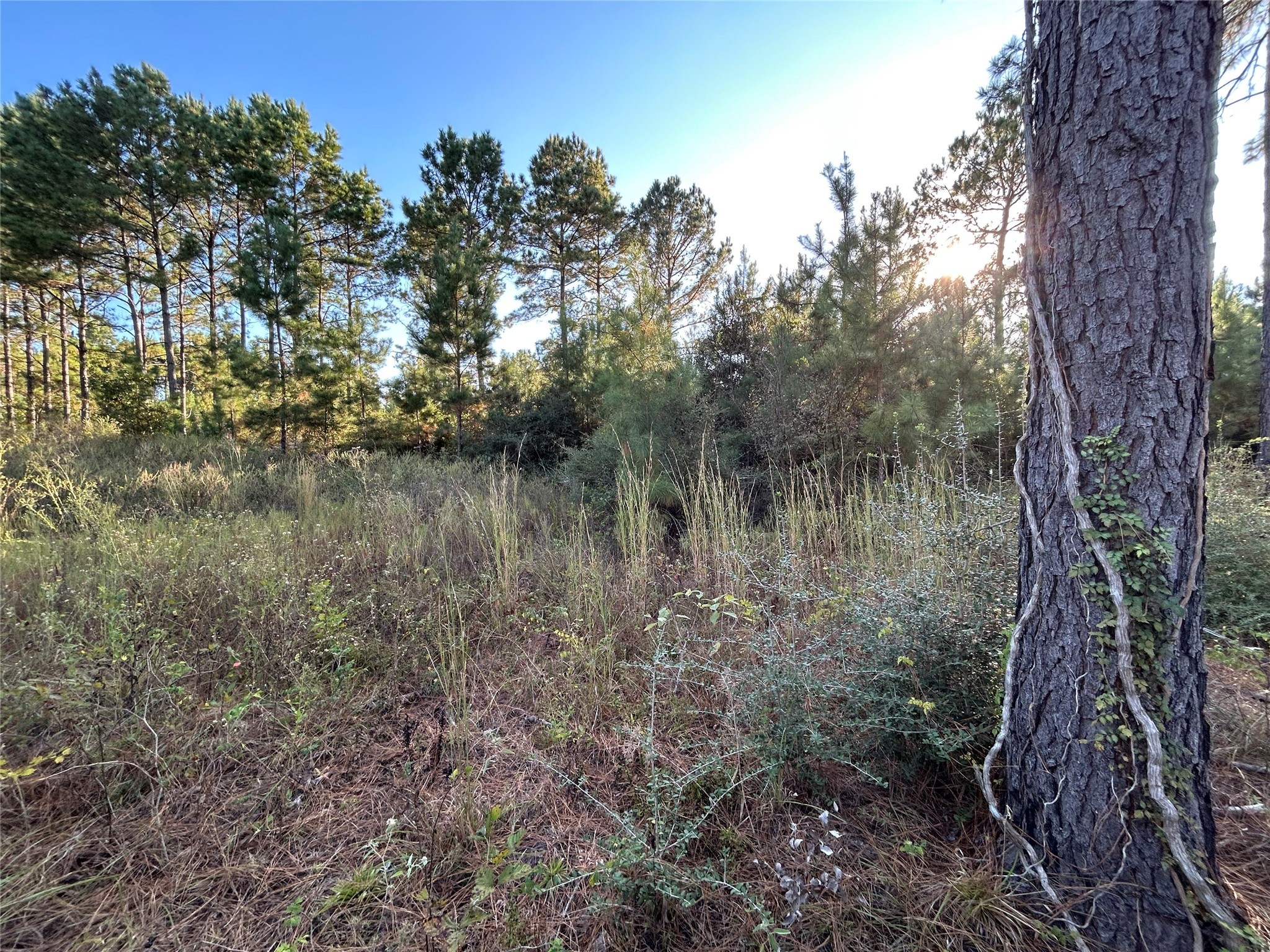 12 Fm 230 Trinity, TX 75862 - Photo 5 of 15 a view of a lake with lots of trees