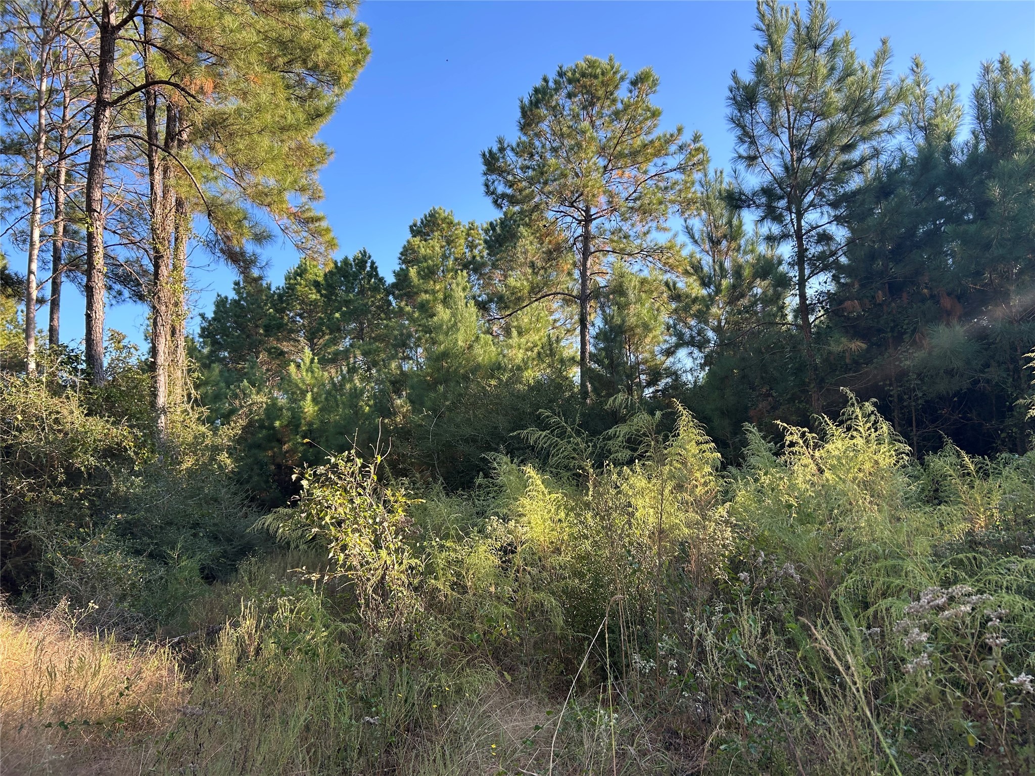 12 Fm 230 Trinity, TX 75862 - Photo 7 of 15 a view of a forest