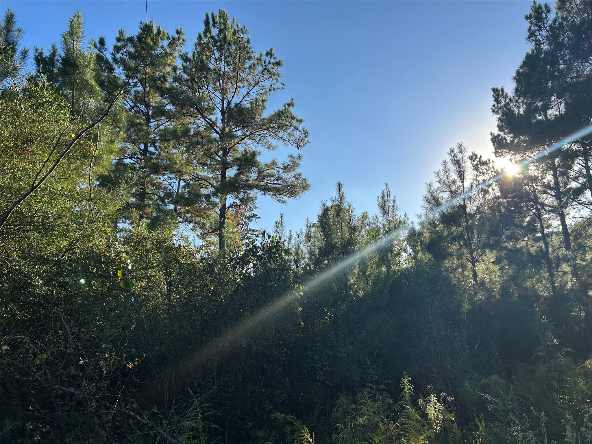 12 Fm 230 Trinity, TX 75862 - Photo 9 of 15