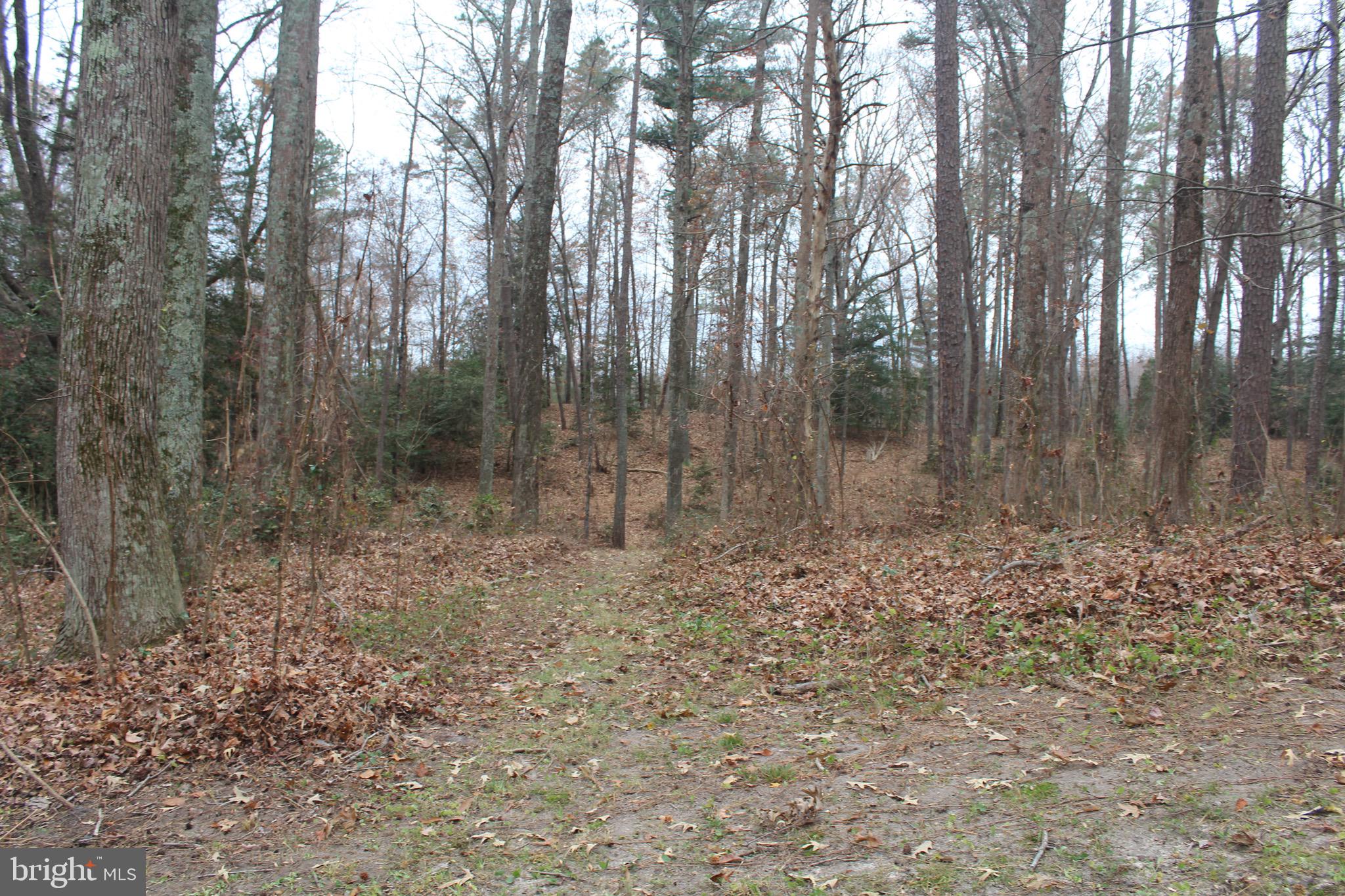 24338 Ruther Glen Road Ruther Glen, VA 22546 - Photo 28 of 28 Backs to woods