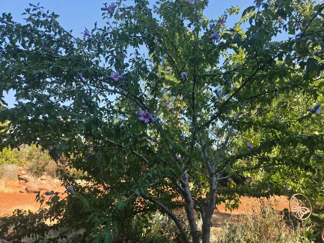 $389,000 | 7179 Pine Meadows Drive, Shingletown, CA 96088