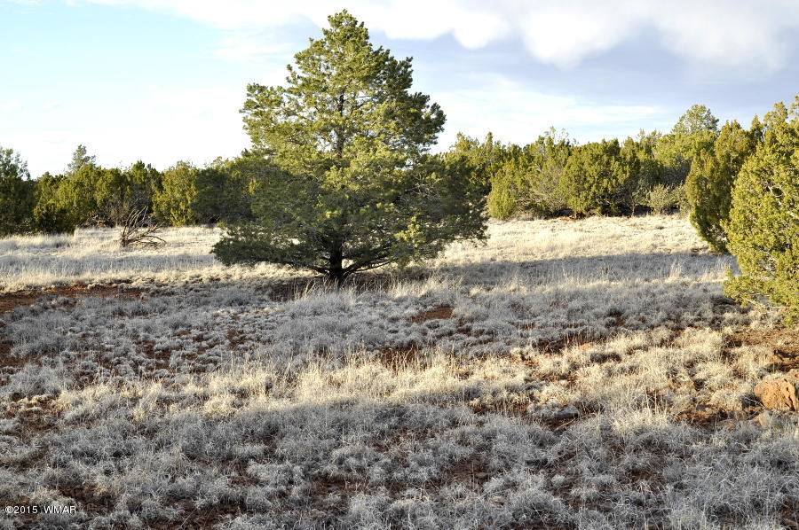 Lot 27 Idlewild Ranch Concho, AZ 85924 - Photo 11 of 16