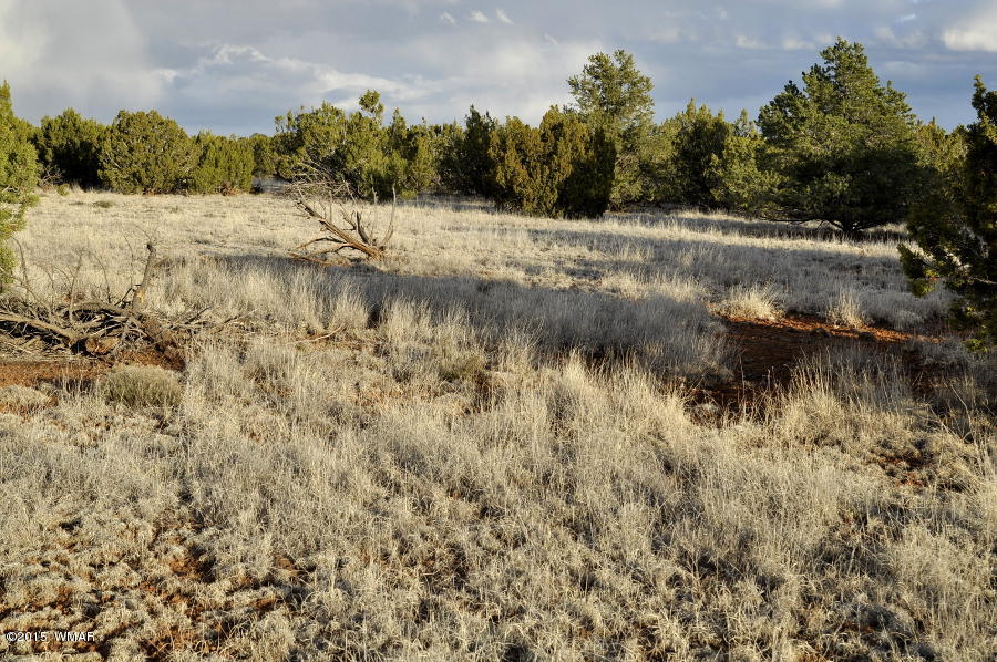 Lot 27 Idlewild Ranch Concho, AZ 85924 - Photo 13 of 16