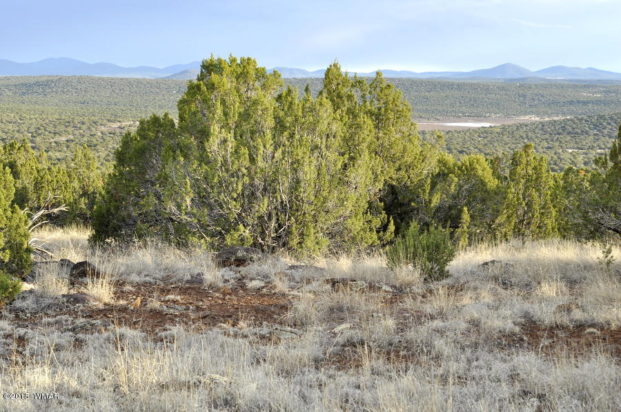 Lot 27 Idlewild Ranch Concho, AZ 85924 - Photo 5 of 16