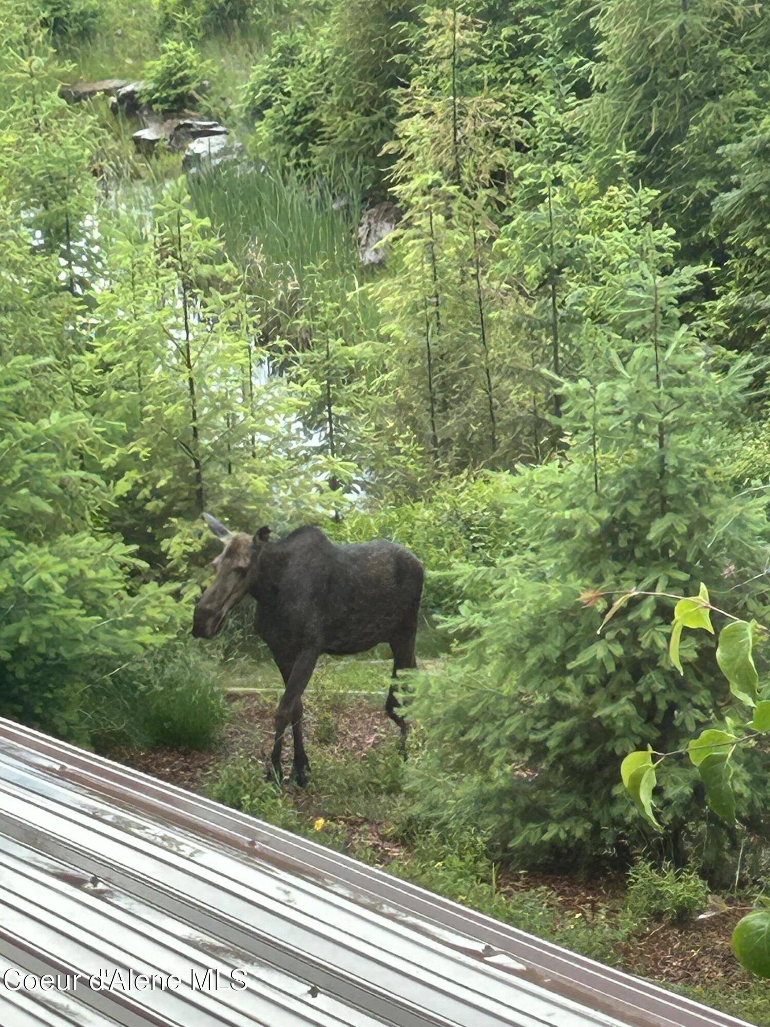 24102 North Derting Road Hayden, ID 83835 - Photo 101 of 104 IMG_2866