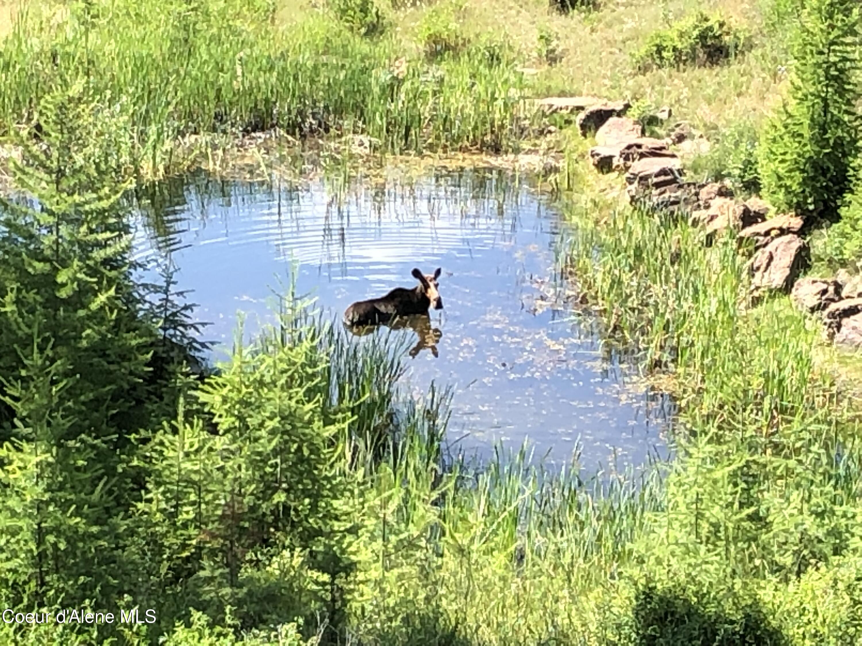 24102 North Derting Road Hayden, ID 83835 - Photo 91 of 104 IMG_0680