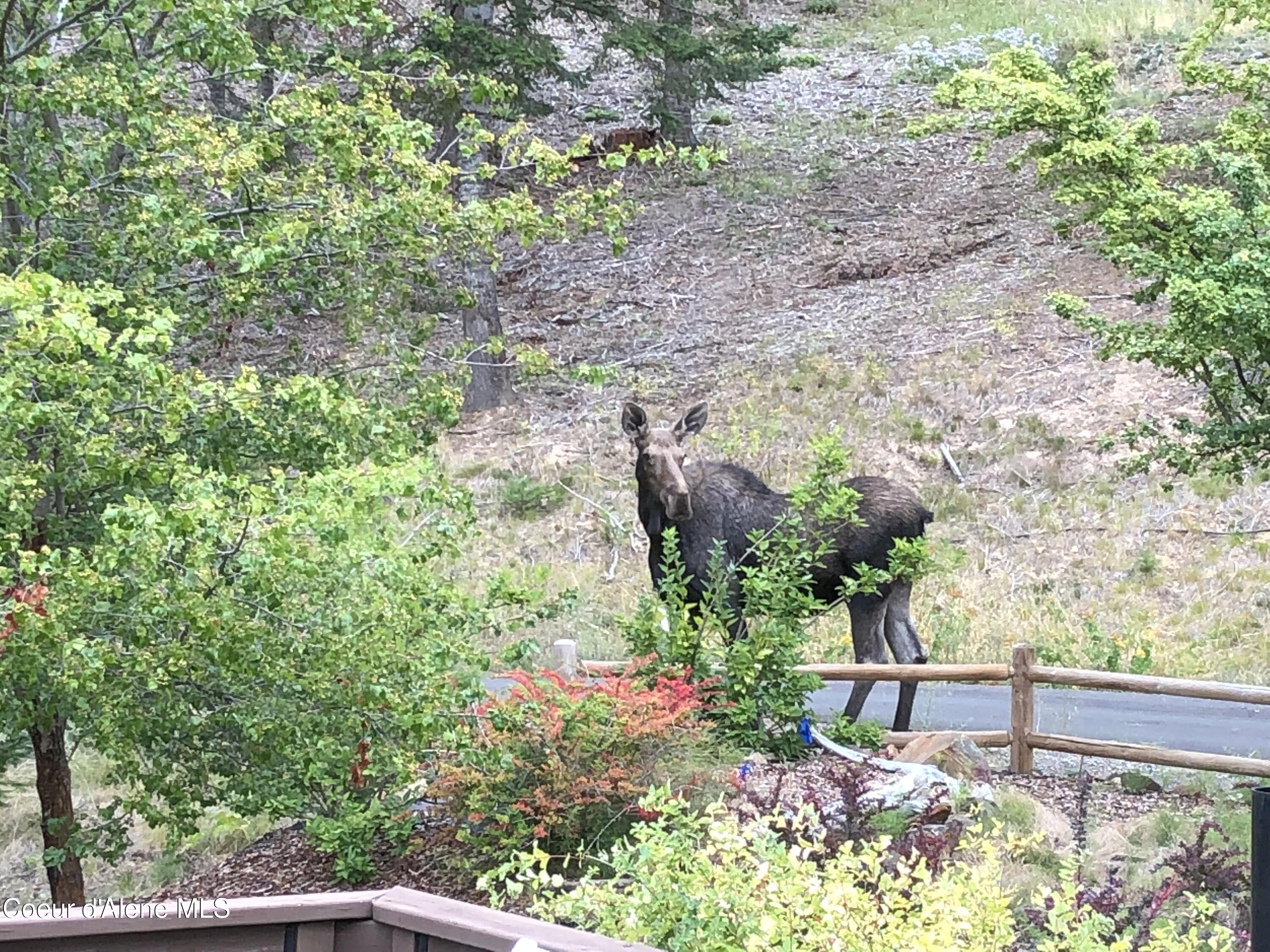 24102 North Derting Road Hayden, ID 83835 - Photo 92 of 104 IMG_0731