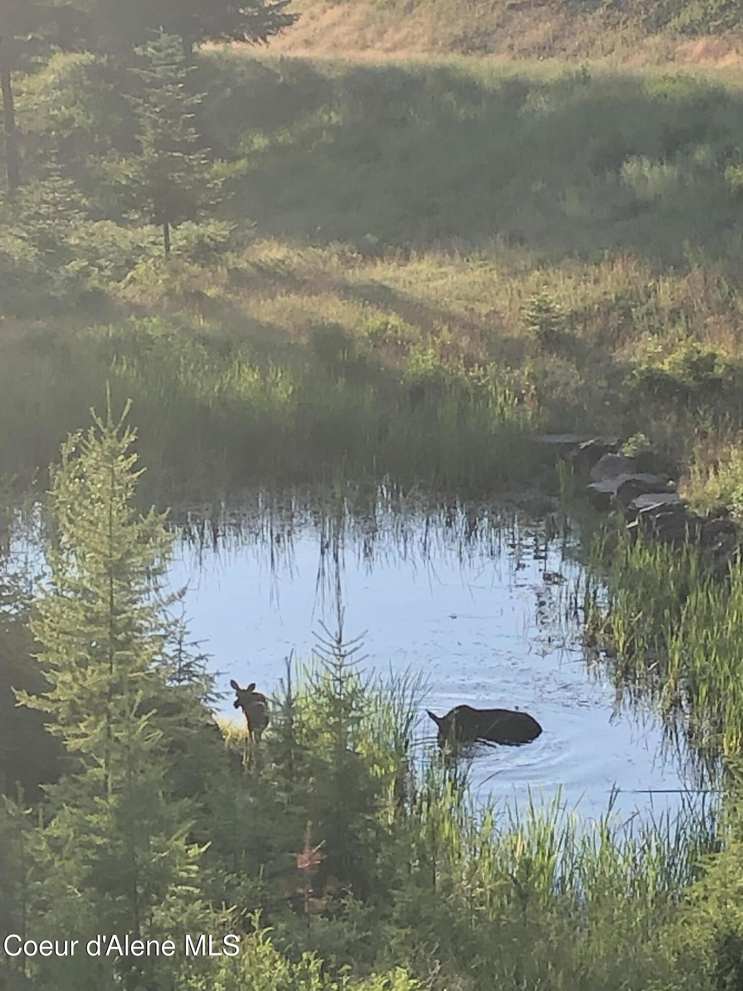 24102 North Derting Road Hayden, ID 83835 - Photo 93 of 104 IMG_0843