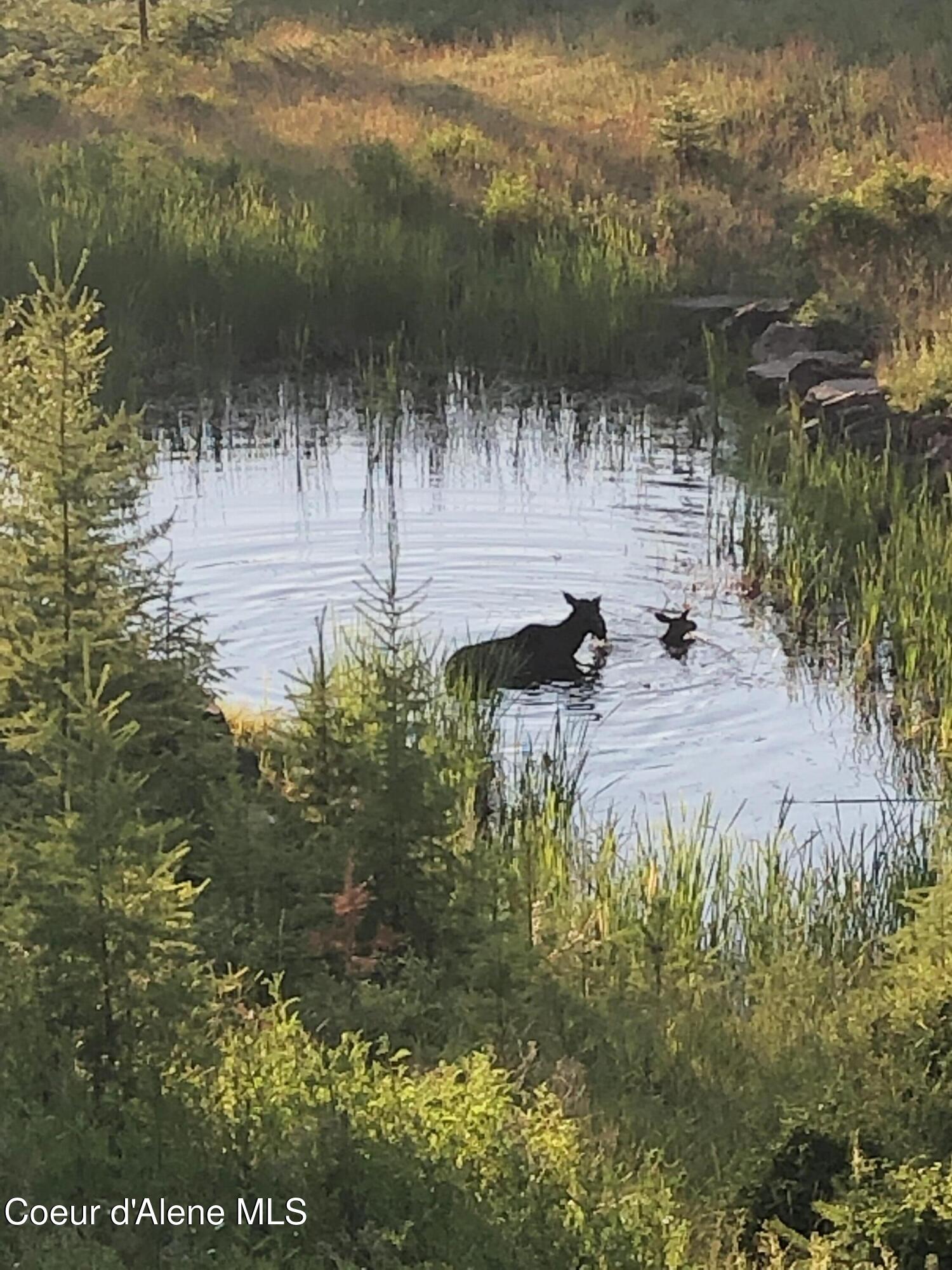 24102 North Derting Road Hayden, ID 83835 - Photo 94 of 104 IMG_0845