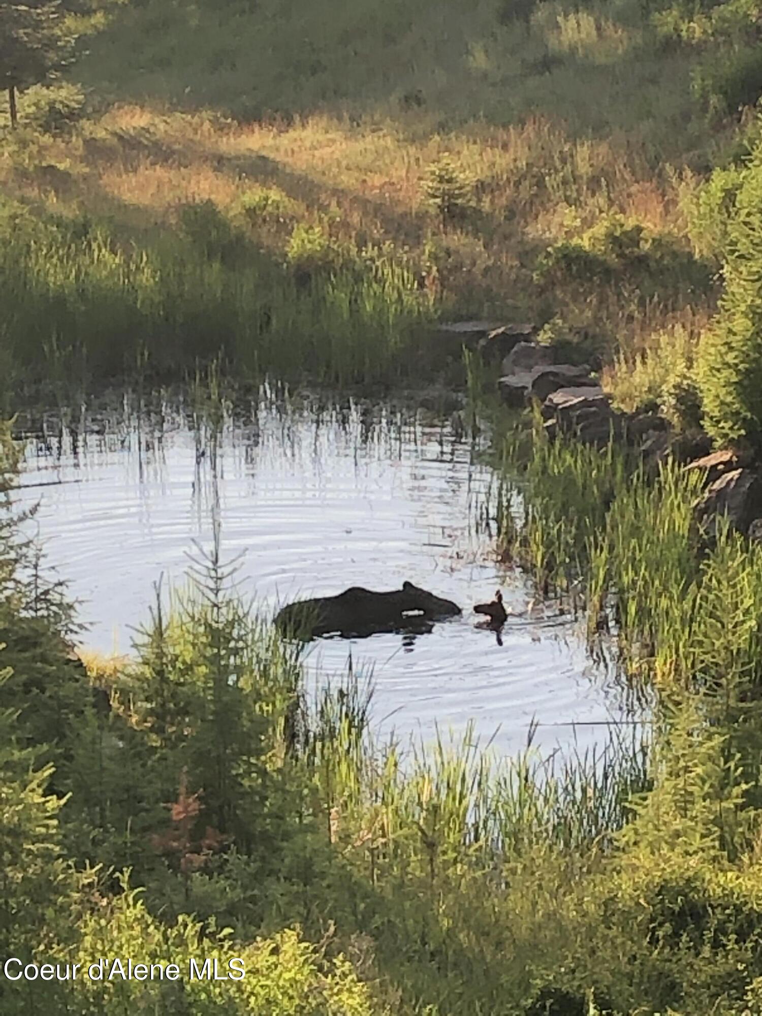 24102 North Derting Road Hayden, ID 83835 - Photo 95 of 104 IMG_0847