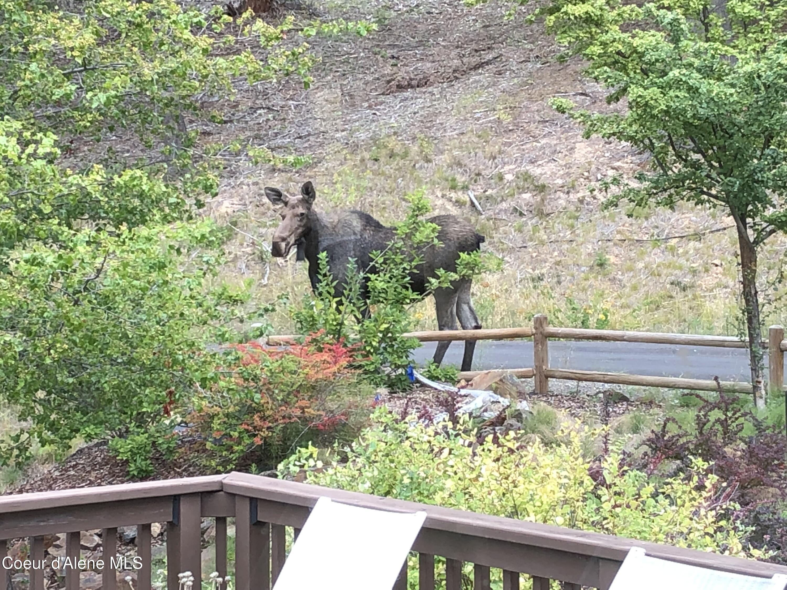 24102 North Derting Road Hayden, ID 83835 - Photo 96 of 104 IMG_0975