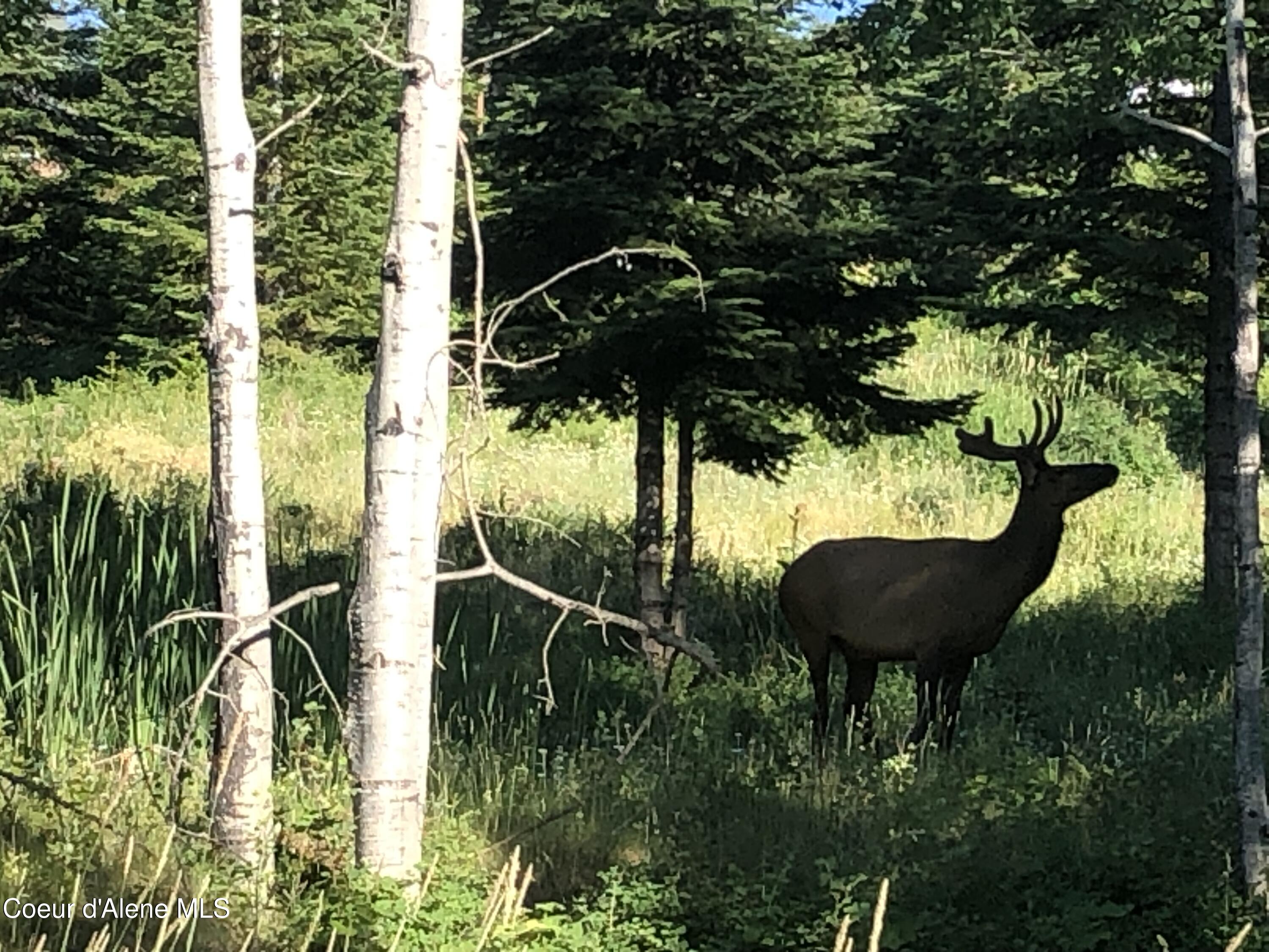 24102 North Derting Road Hayden, ID 83835 - Photo 98 of 104 IMG_1228