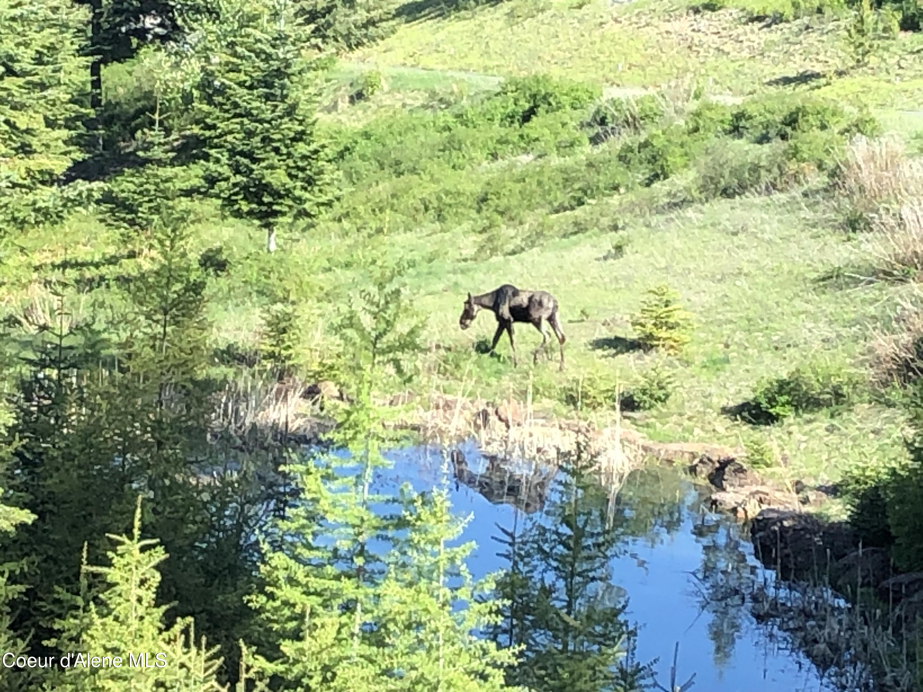24102 North Derting Road Hayden, ID 83835 - Photo 99 of 104 IMG_1645