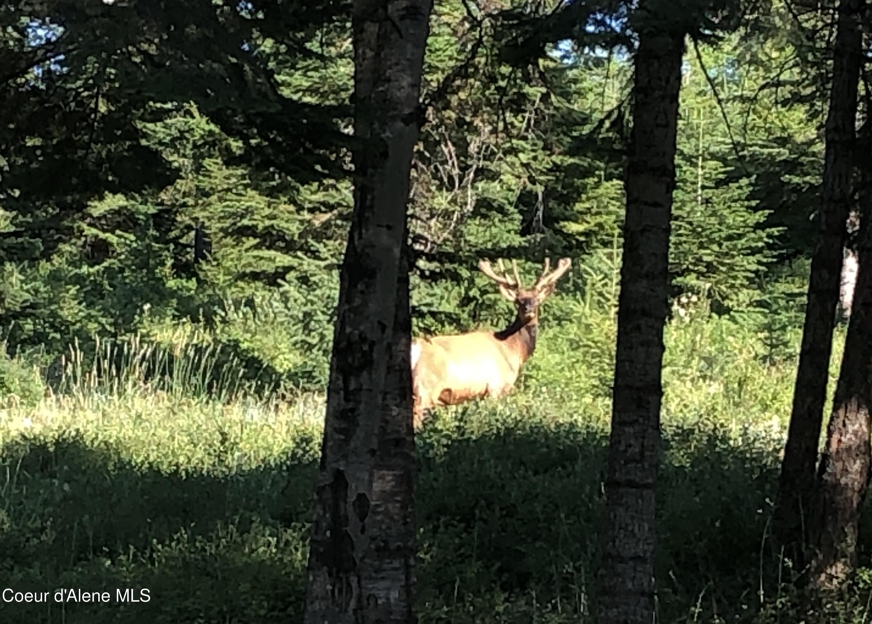 24102 North Derting Road Hayden, ID 83835 - Photo 100 of 104 IMG_2598