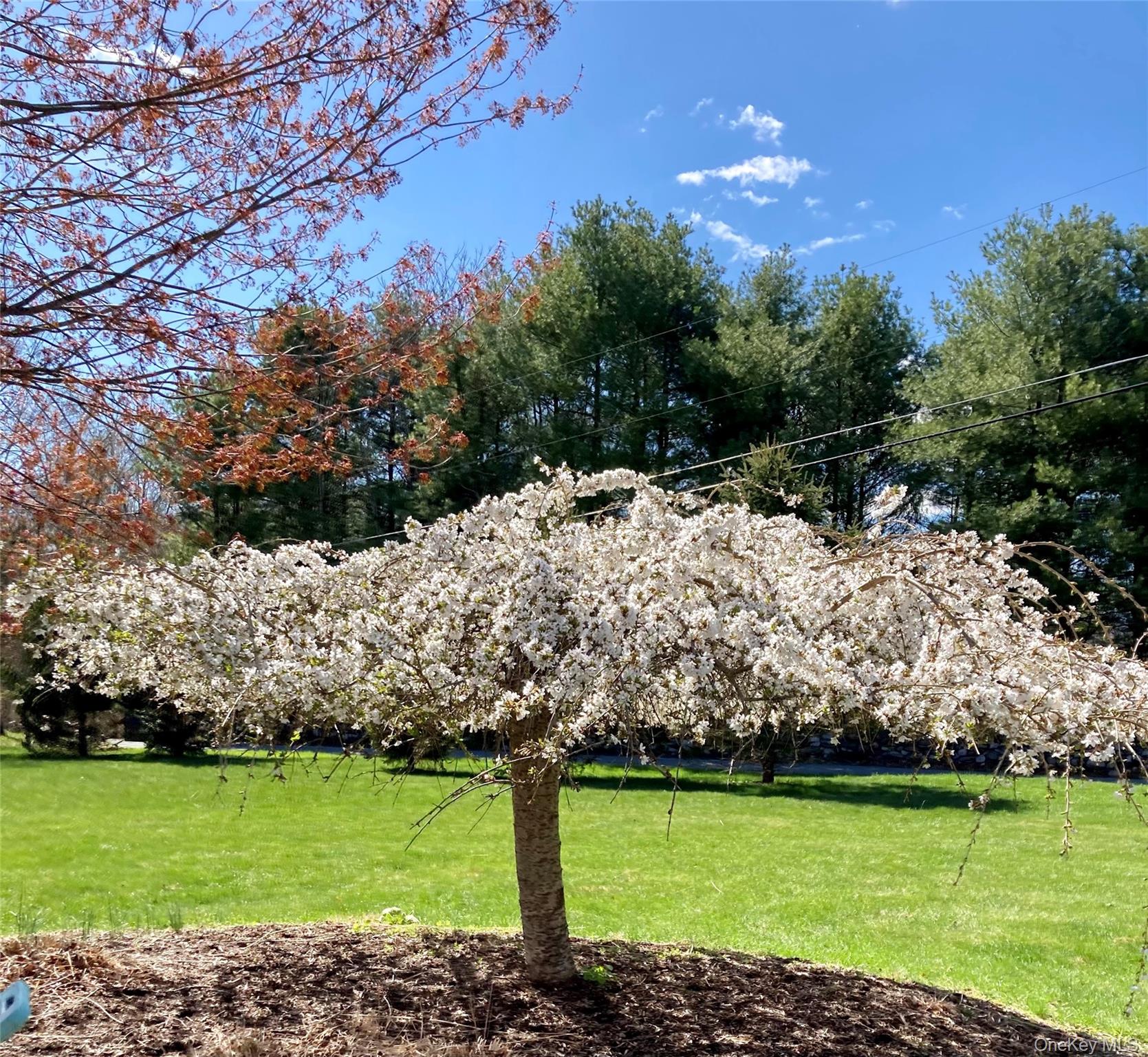 124 Rutsonville Road Wallkill, NY 12589 - Photo 30 of 33 Blossoming Tree