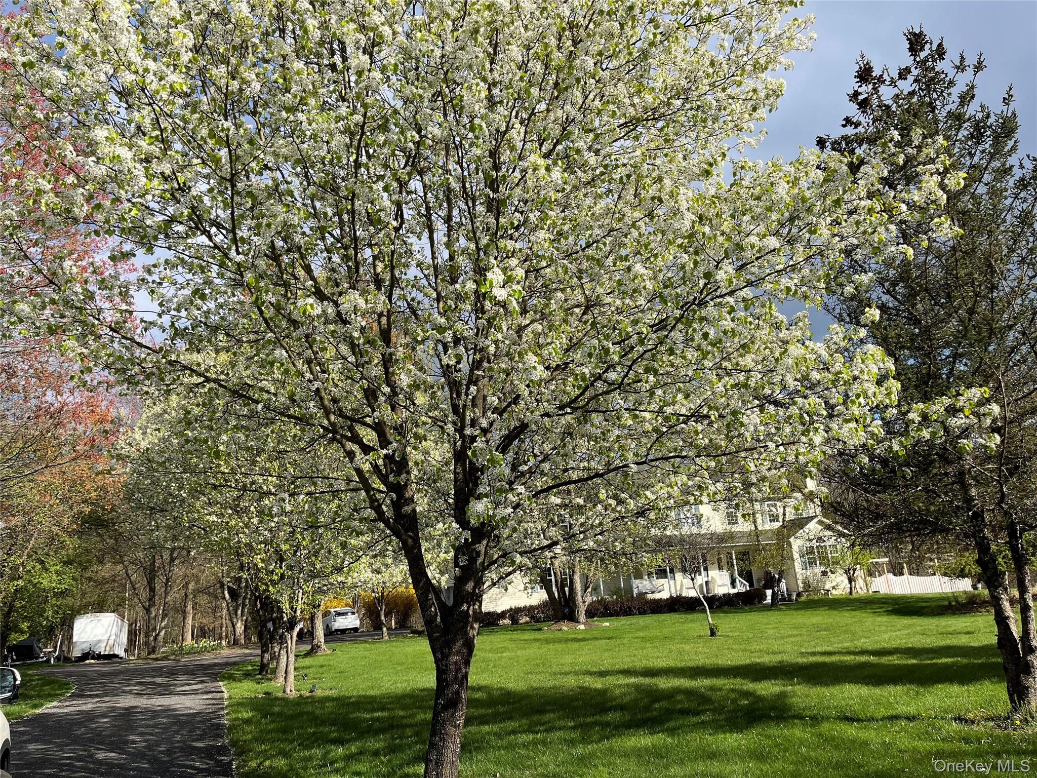 124 Rutsonville Road Wallkill, NY 12589 - Photo 8 of 33 Blossoms All Around in Spring!