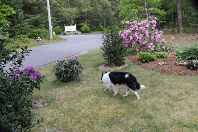Greg dog