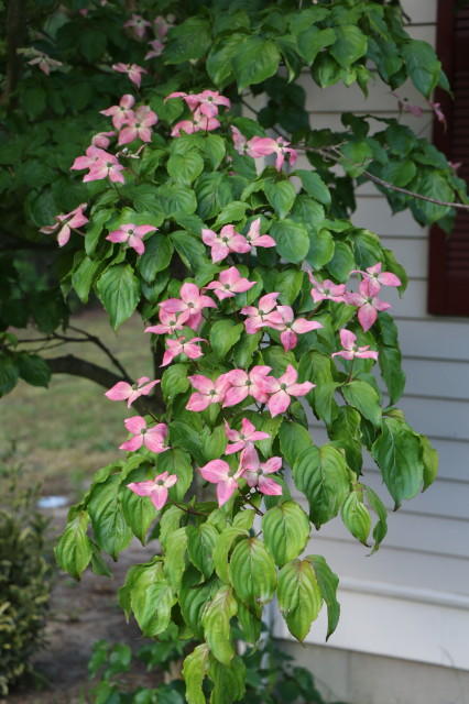 253 Simon Narrows Road Mashpee, MA 02649 - Photo 8 of 31 Greg Flower