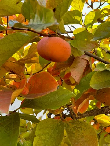 a view of a tree in the garden