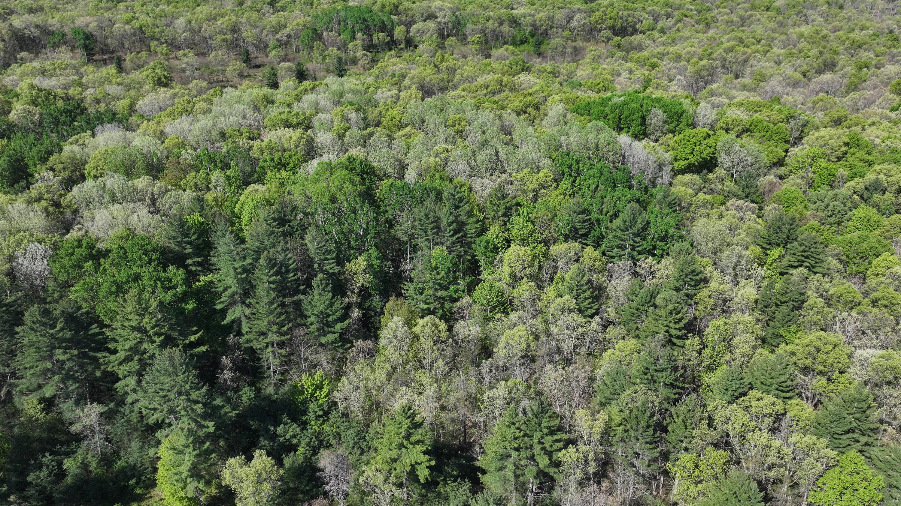V/l West Hoague Road Manistee, MI 49660 - Photo 6 of 12 DJI_20260529100211_0402_D