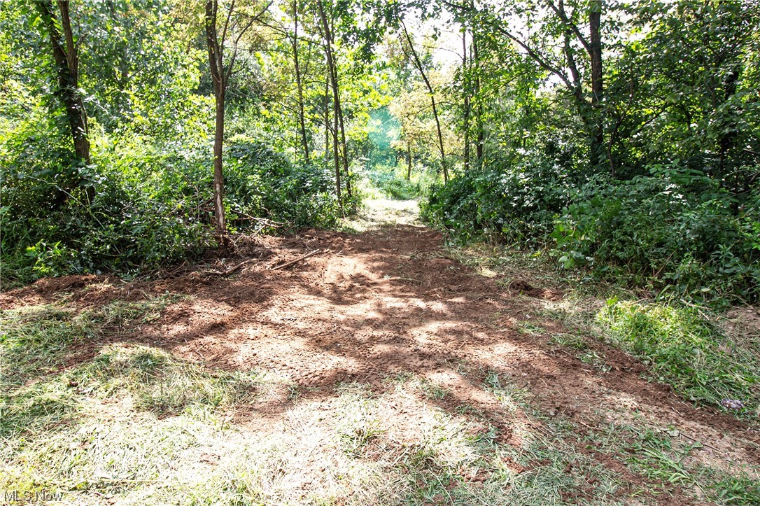 View of local wilderness
