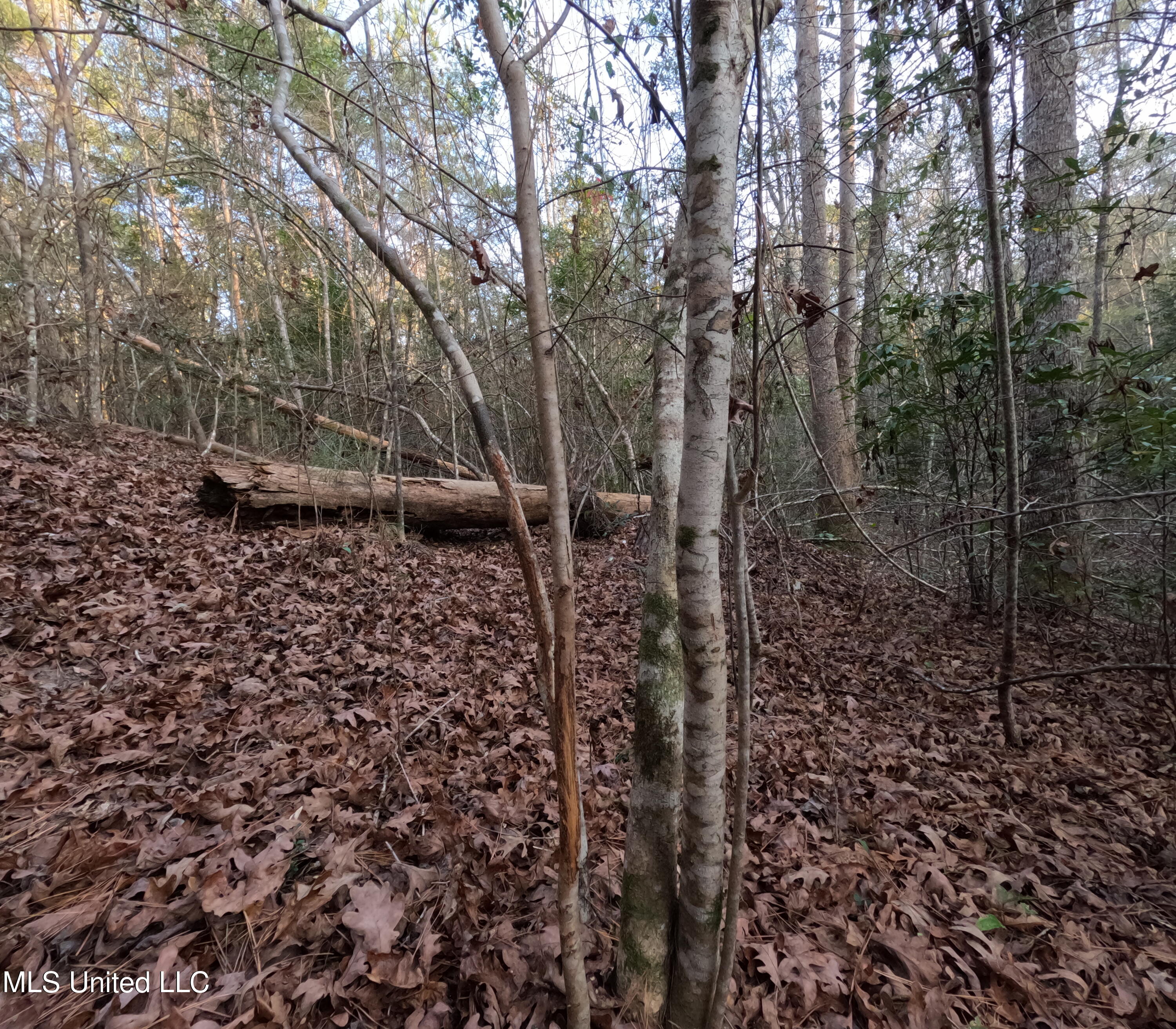 South County Line Road Columbia, MS 39429 - Photo 26 of 44 GOPR0750