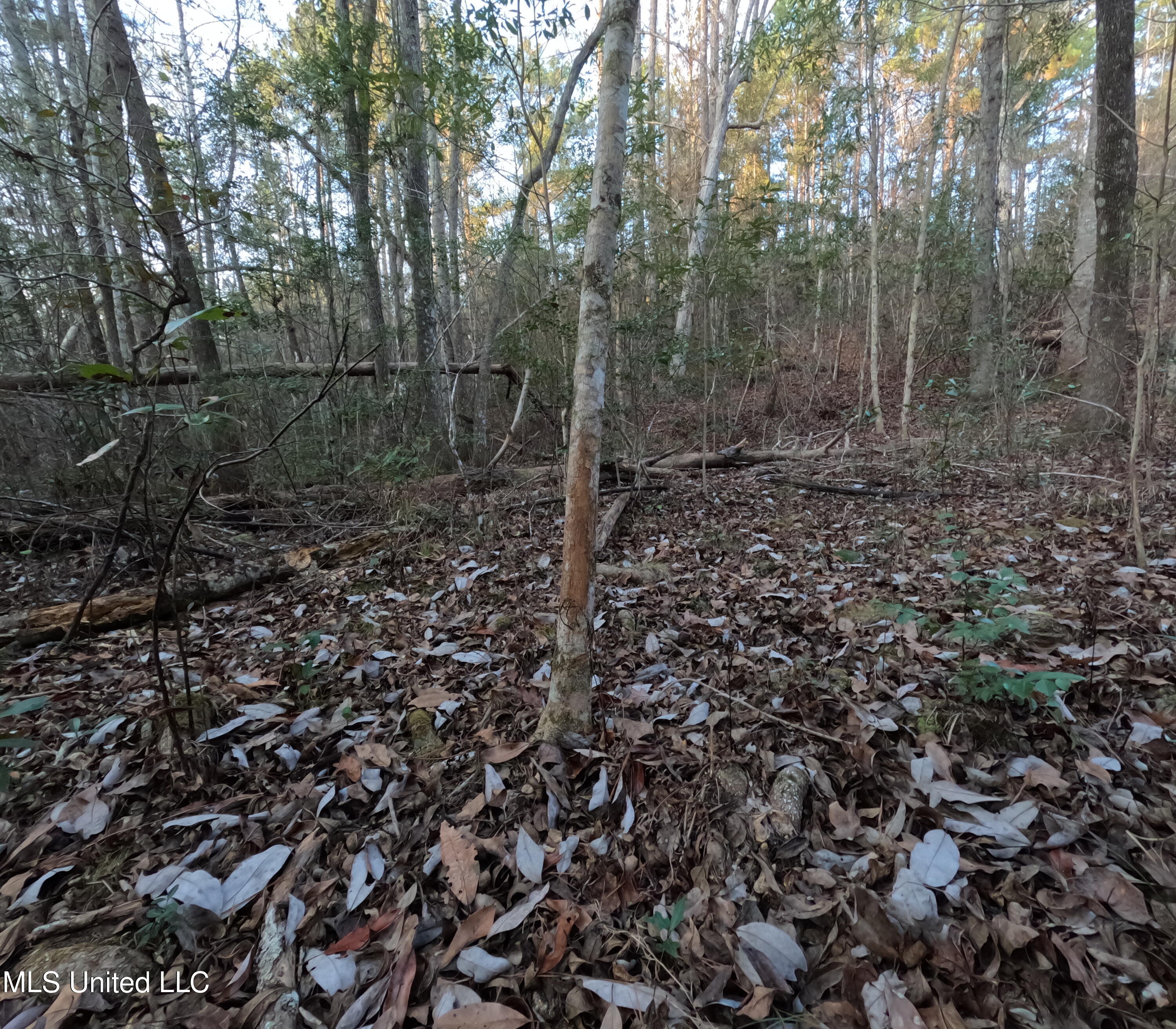 South County Line Road Columbia, MS 39429 - Photo 37 of 44 GOPR0761