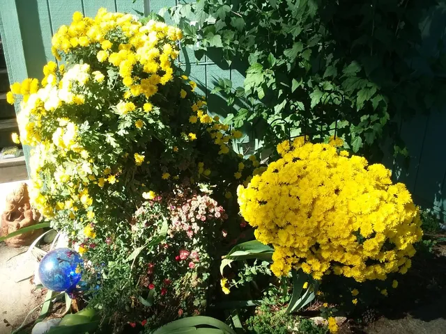 a view of a tree in a yard