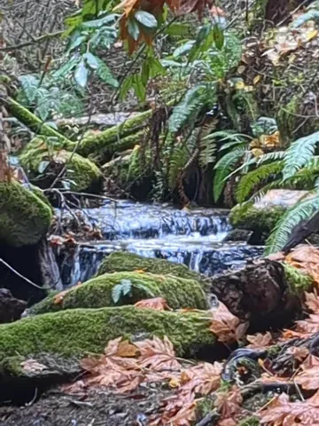 a view of a garden with a bench