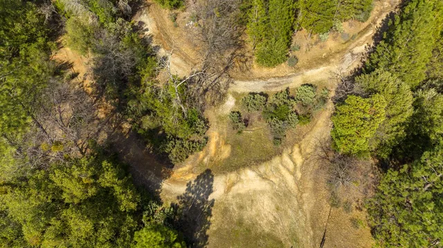 a view of a yard with plants and trees