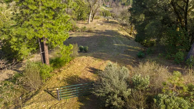 a view of a tree with lots of plants