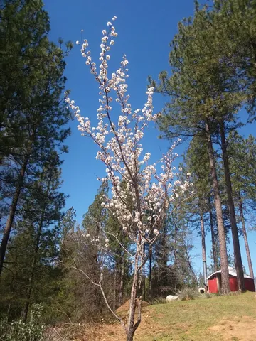 $760,000 | 15528 Highway 49, Camptonville, CA 95922