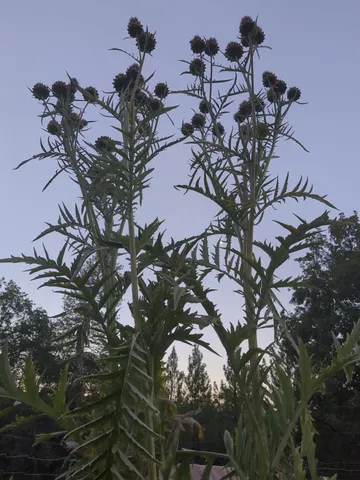 $760,000 | 15528 Highway 49, Camptonville, CA 95922