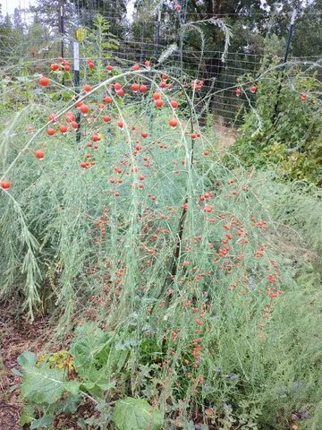 $760,000 | 15528 Highway 49, Camptonville, CA 95922