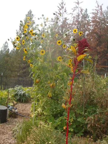 $760,000 | 15528 Highway 49, Camptonville, CA 95922