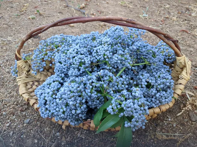 $760,000 | 15528 Highway 49, Camptonville, CA 95922