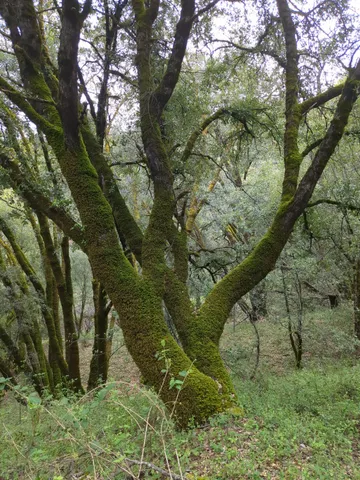 $760,000 | 15528 Highway 49, Camptonville, CA 95922