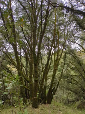 $760,000 | 15528 Highway 49, Camptonville, CA 95922