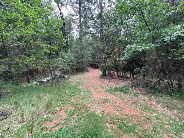 a view of a forest with trees in the background