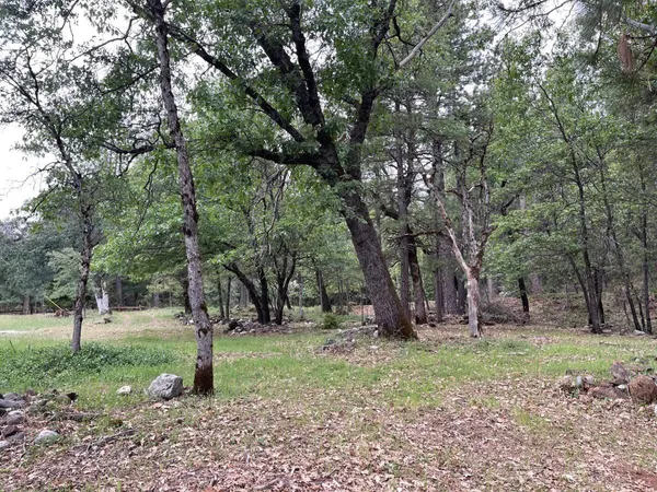 a view of a tree in a park
