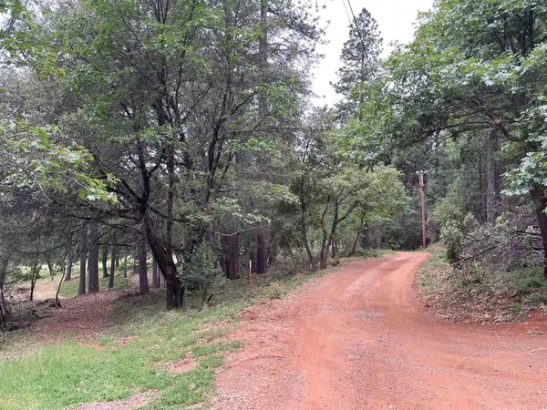 a view of a trees with a tree