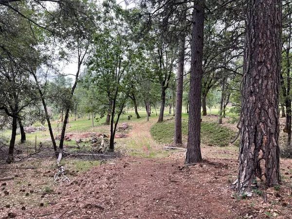 a view of a forest with trees