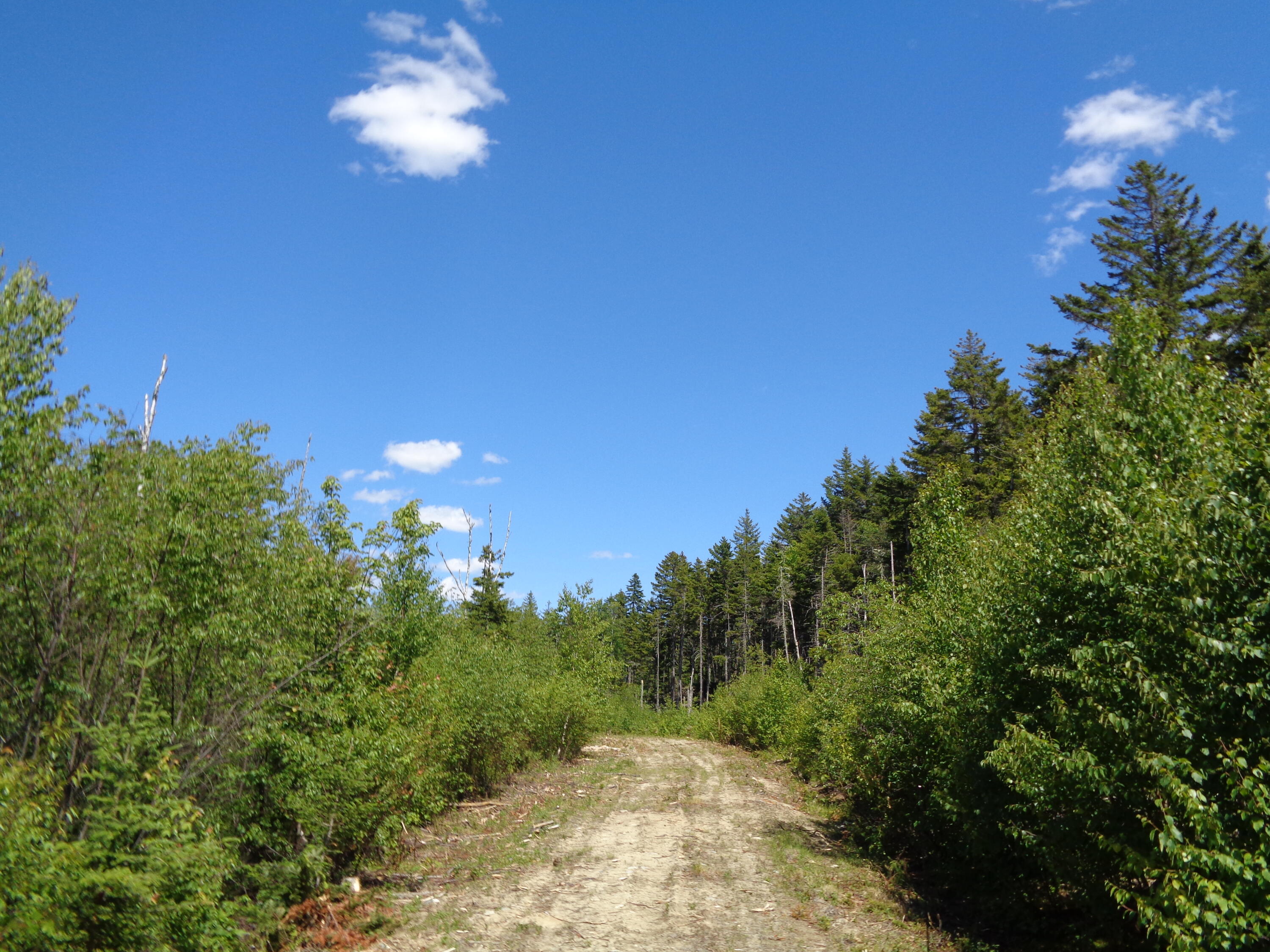 Lot 18 Pond Road Gouldsboro, ME 04607 - Photo 3 of 17 DSC04426
