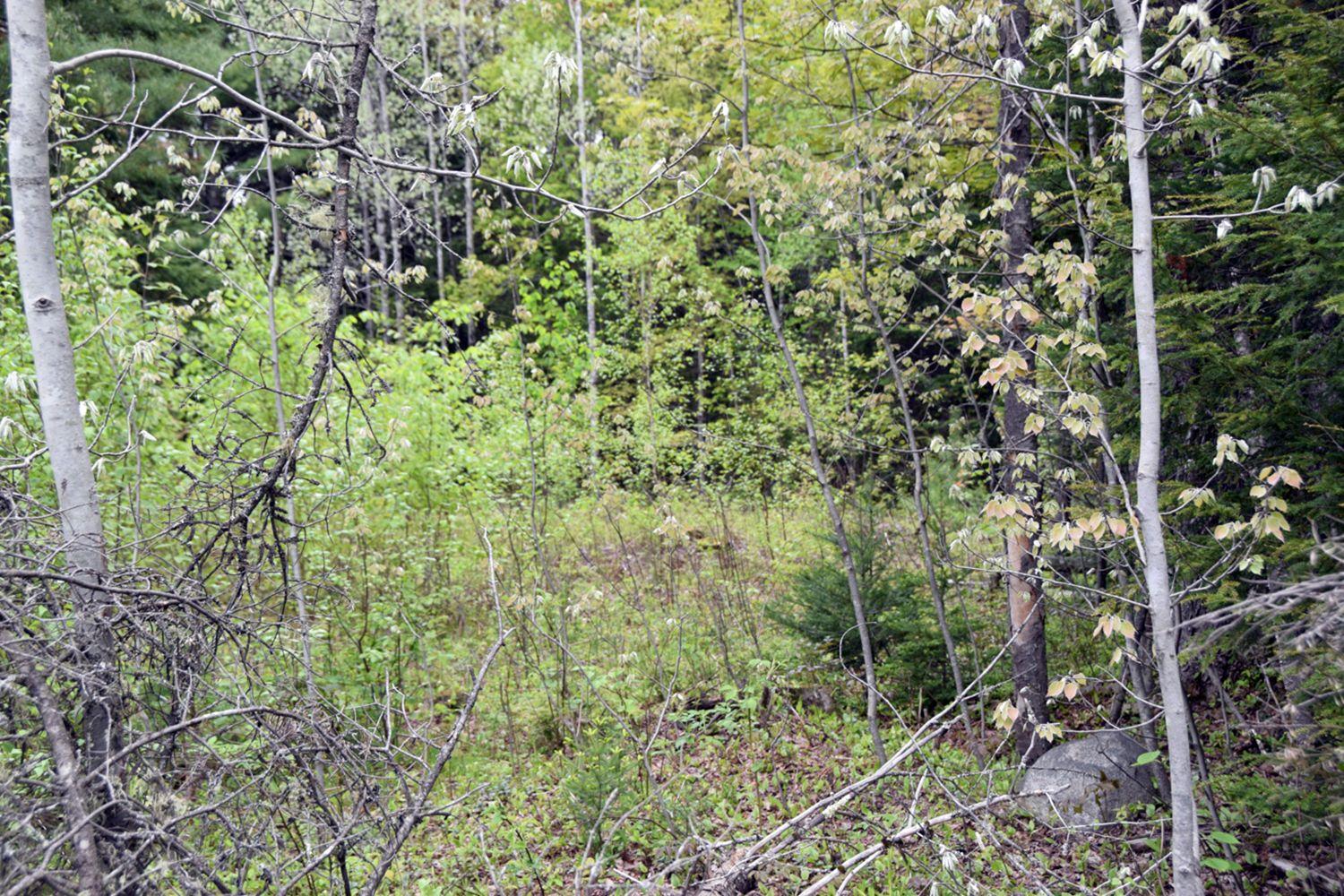 8a Halls Bridge Road Canaan, ME 04924 - Photo 9 of 44 Lot 1