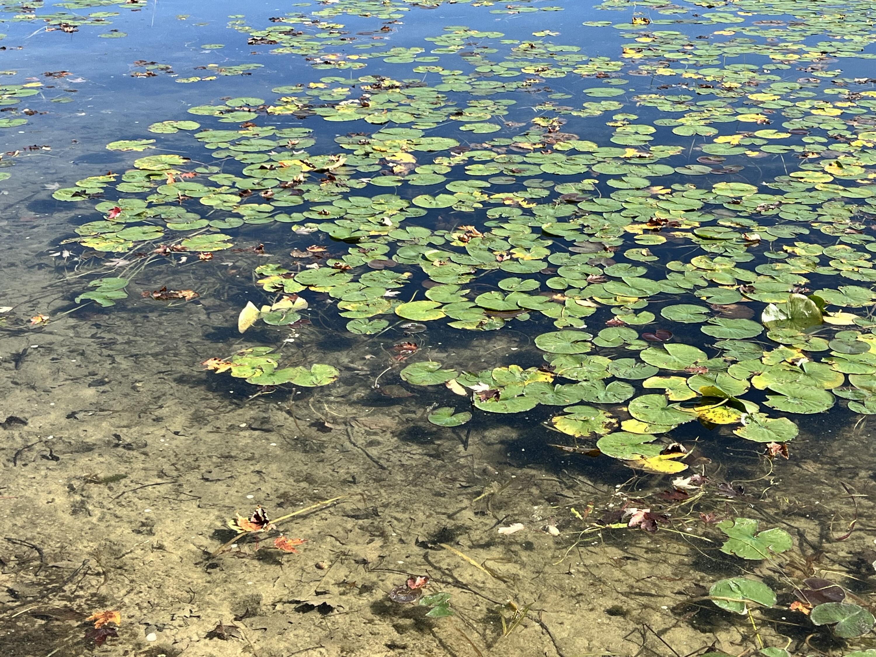 Lot 108 Stella Street Custer, MI 49405 - Photo 13 of 19 IMG_6564