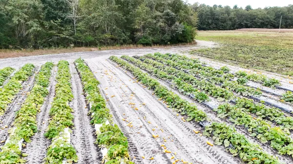 $129,990 | 0 Chavis Road, Blackville, SC 29817