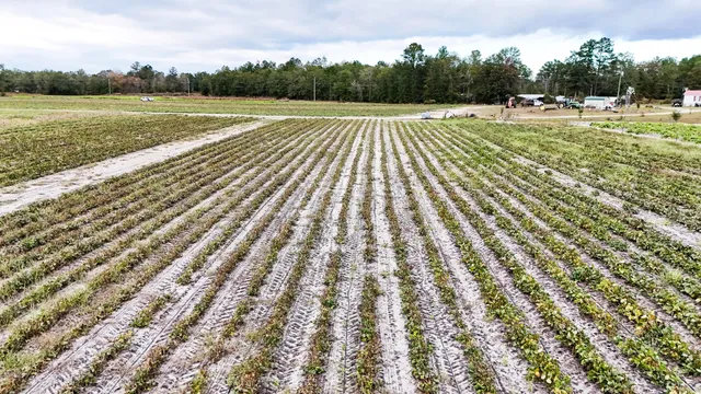 $145,000 | 0 Chavis Road, Blackville, SC 29817