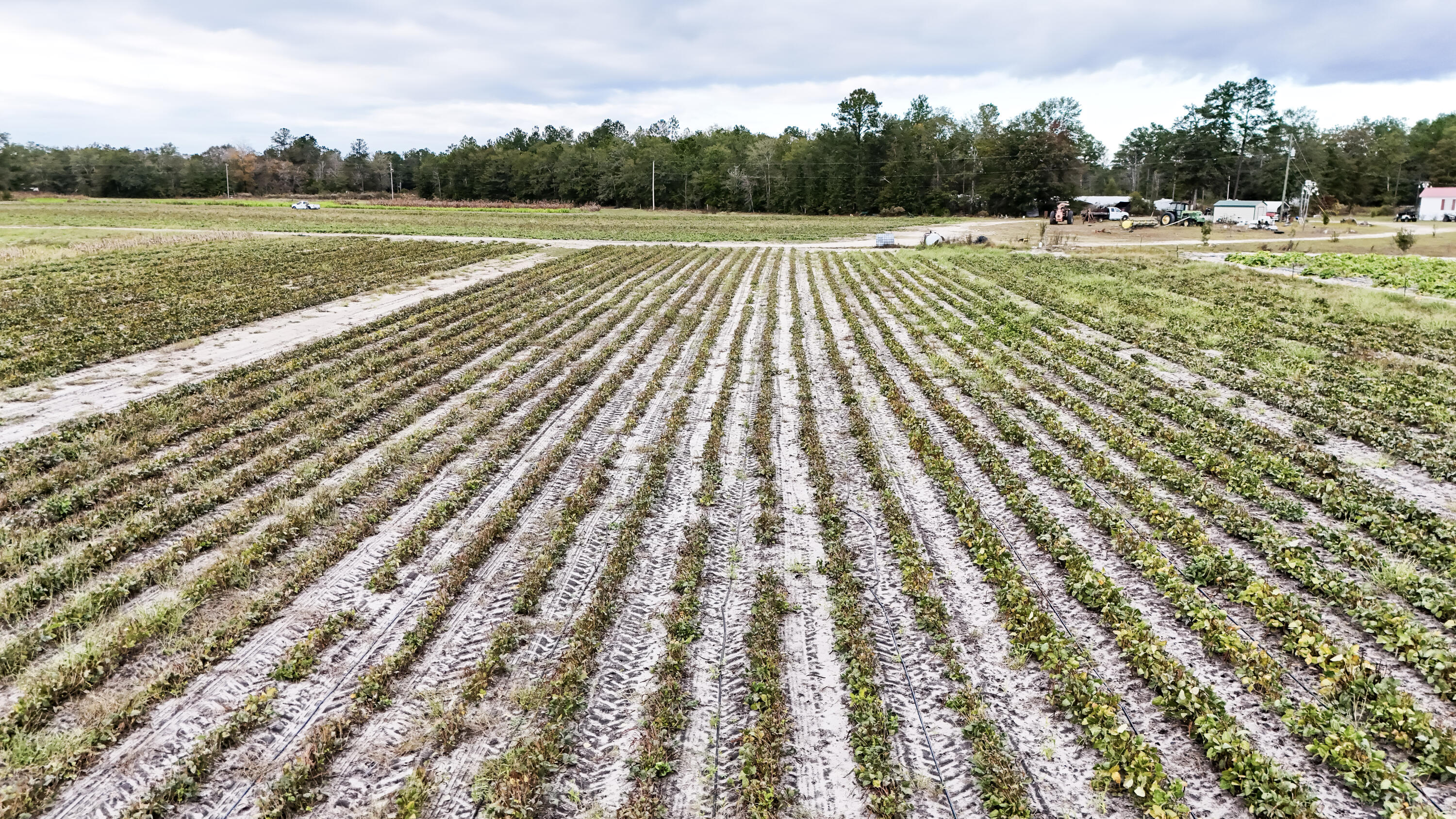 0 Chavis Road Blackville, SC 29817 - Photo 5 of 12 6-DJI_20251031050331_0267_D